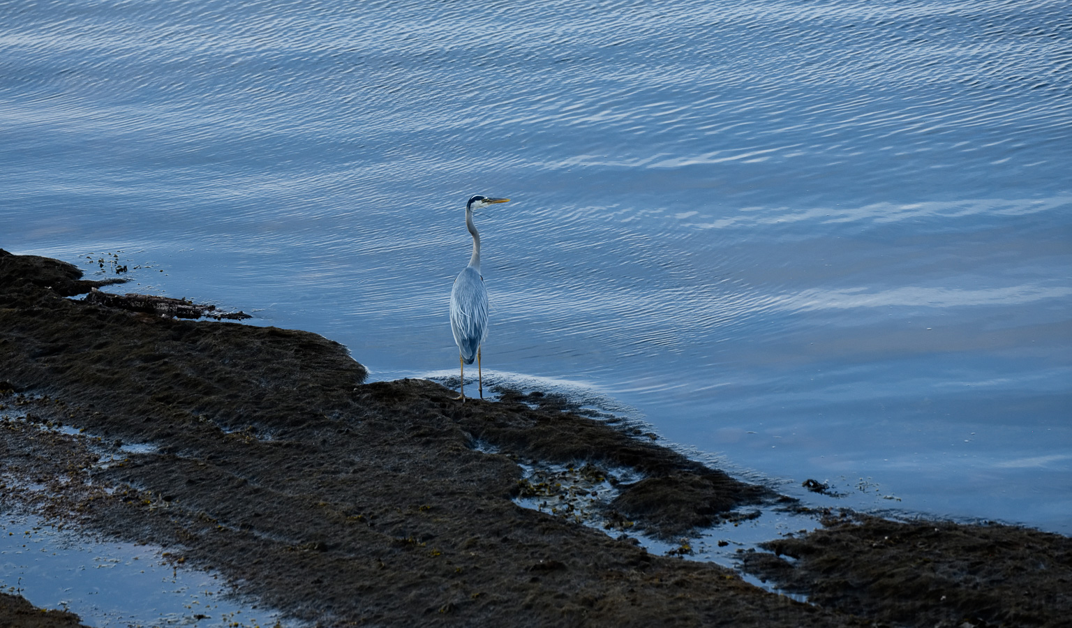 Ardea herodias herodias [400 mm, 1/500 sec at f / 8.0, ISO 1600]